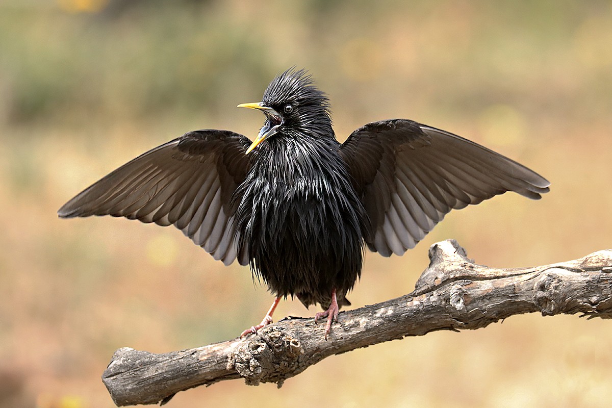 Spotless Starling - Francisco Barroqueiro