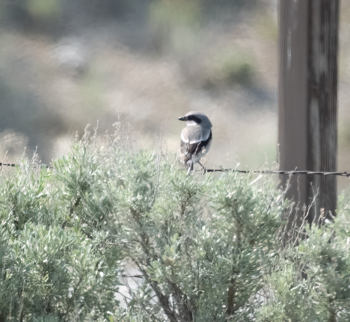 Loggerhead Shrike - Jeff Black