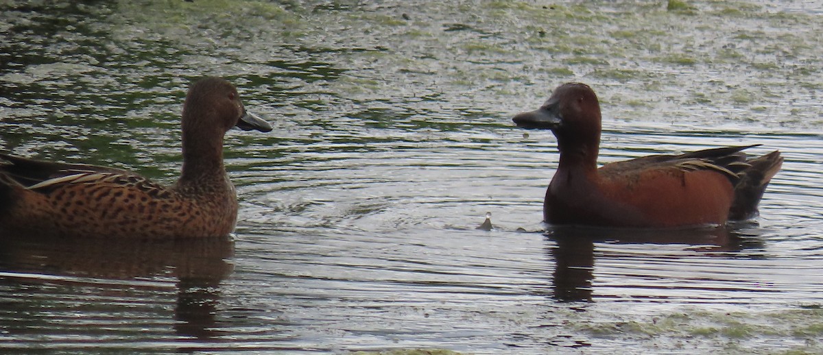 Blue-winged x Cinnamon Teal (hybrid) - Leslie Schweitzer