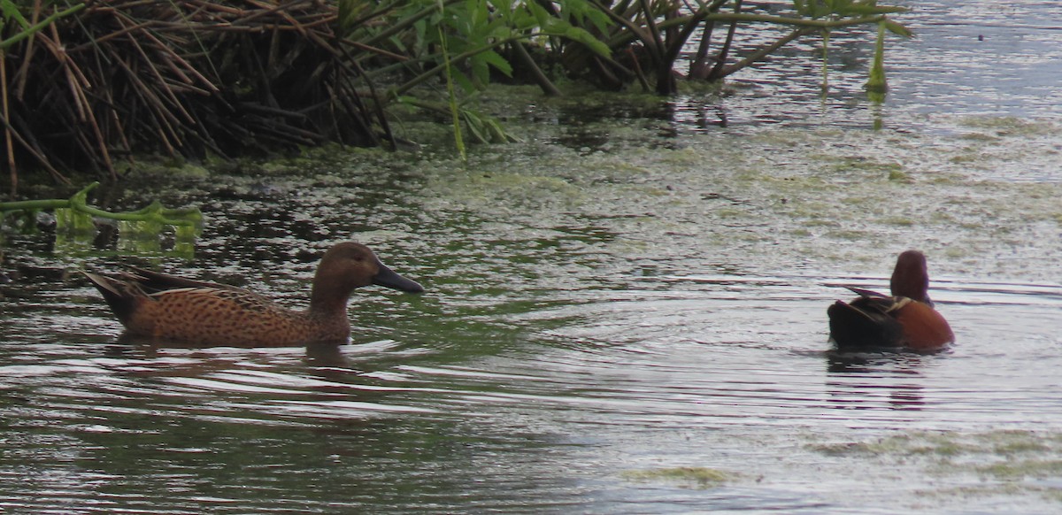 Blue-winged x Cinnamon Teal (hybrid) - Leslie Schweitzer