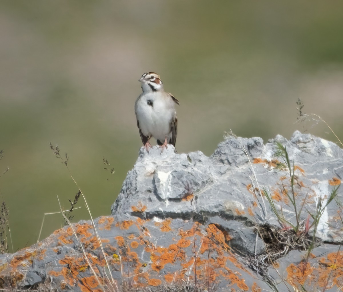 Lark Sparrow - ML575557011