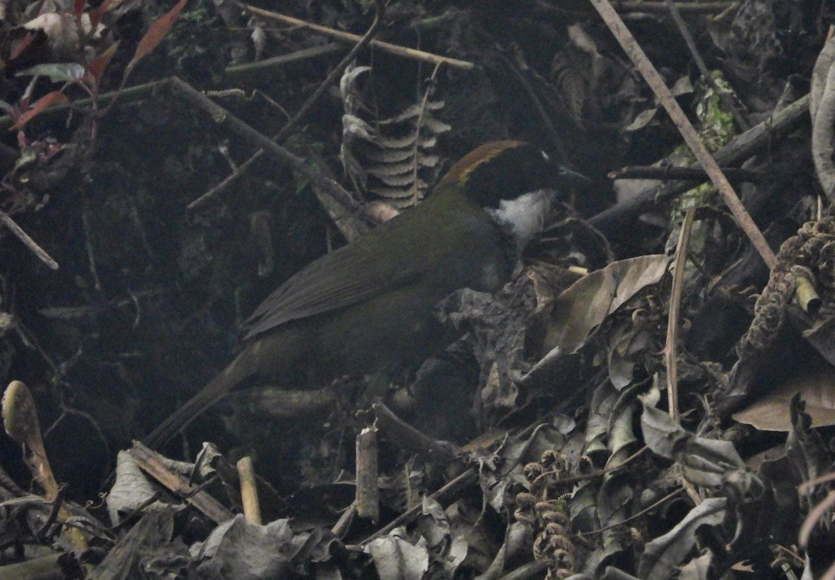 Chestnut-capped Brushfinch - ML575557611