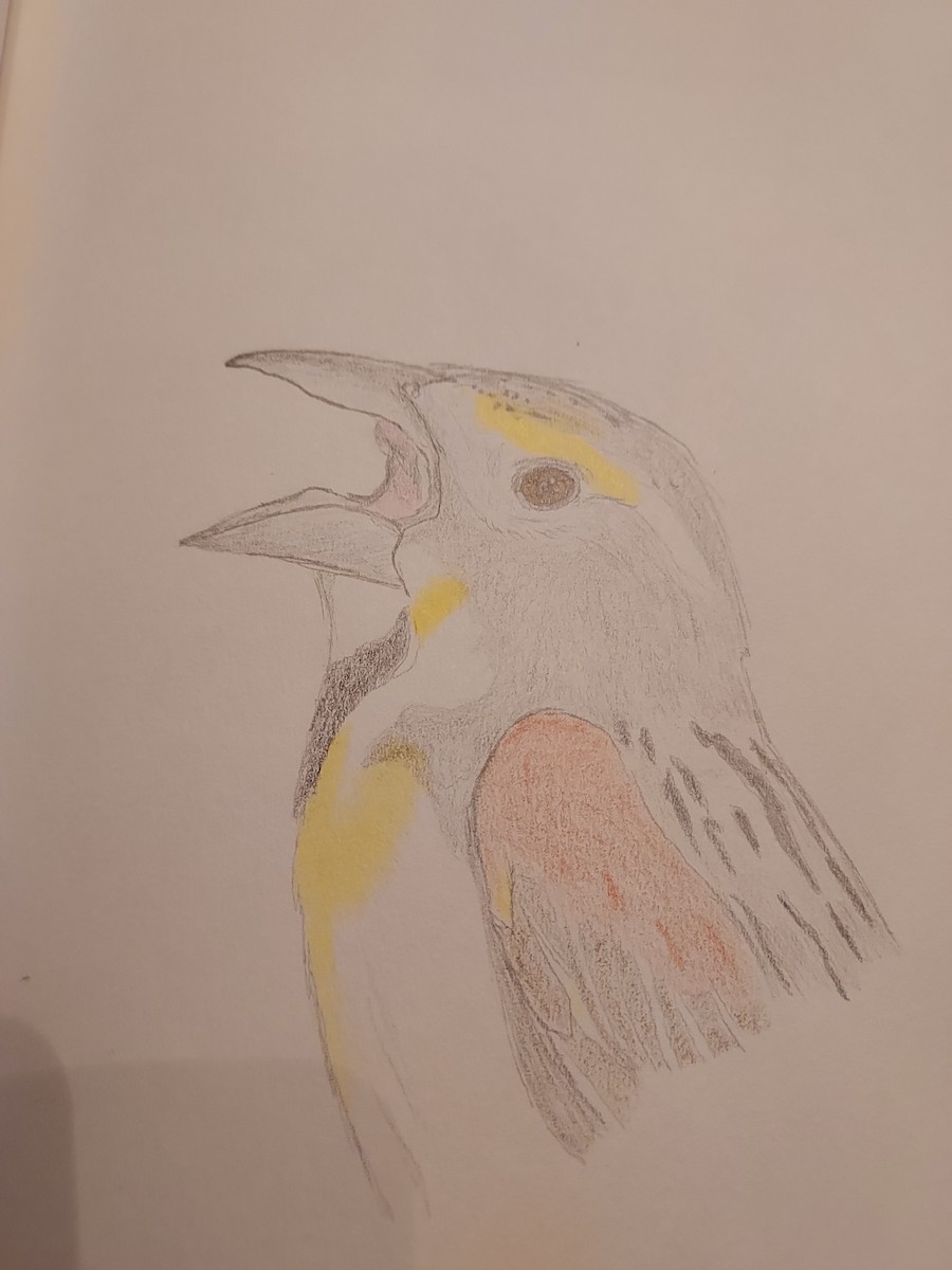 Dickcissel - ML575561881