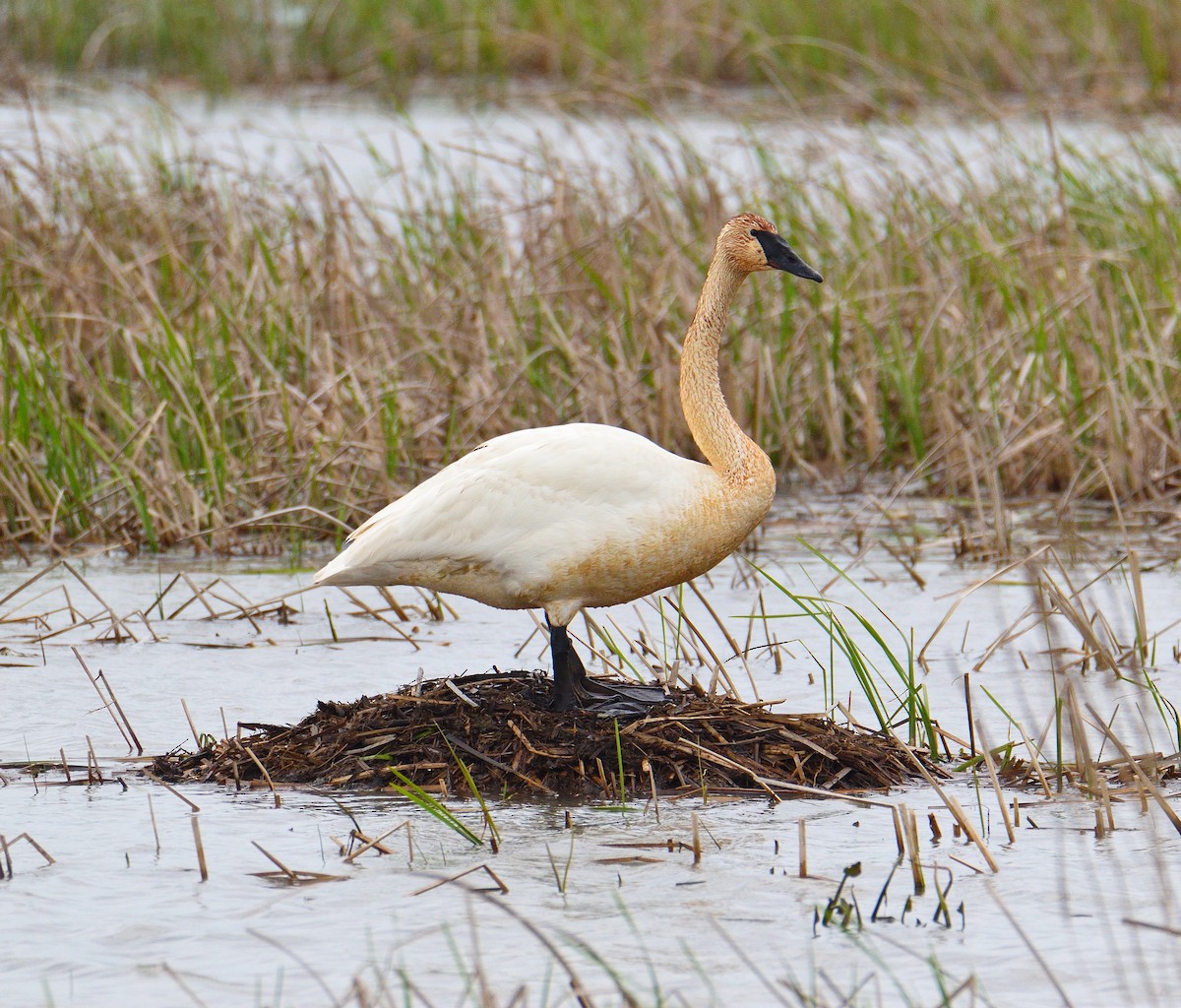 Trumpeter Swan - ML575562621