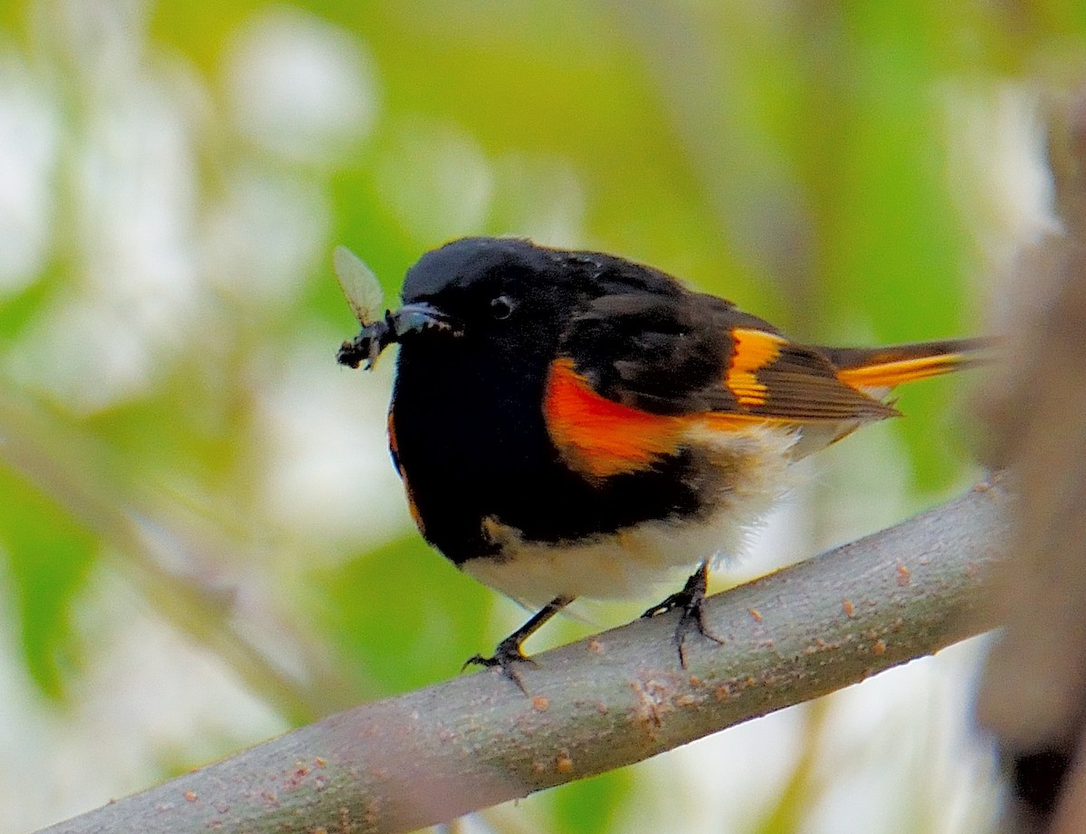 American Redstart - ML575564221