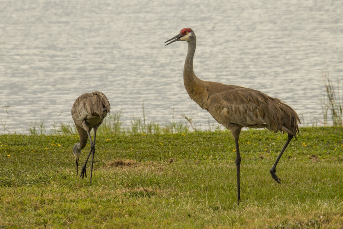 Sandhill Crane - ML575564271