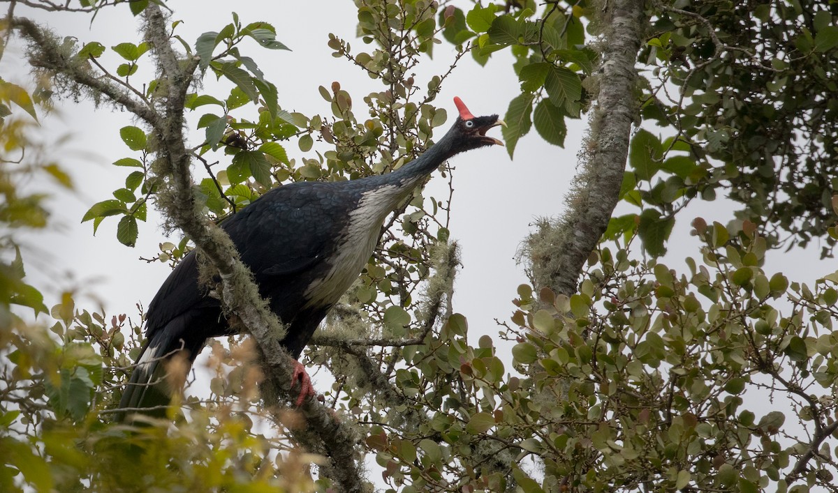 Horned Guan