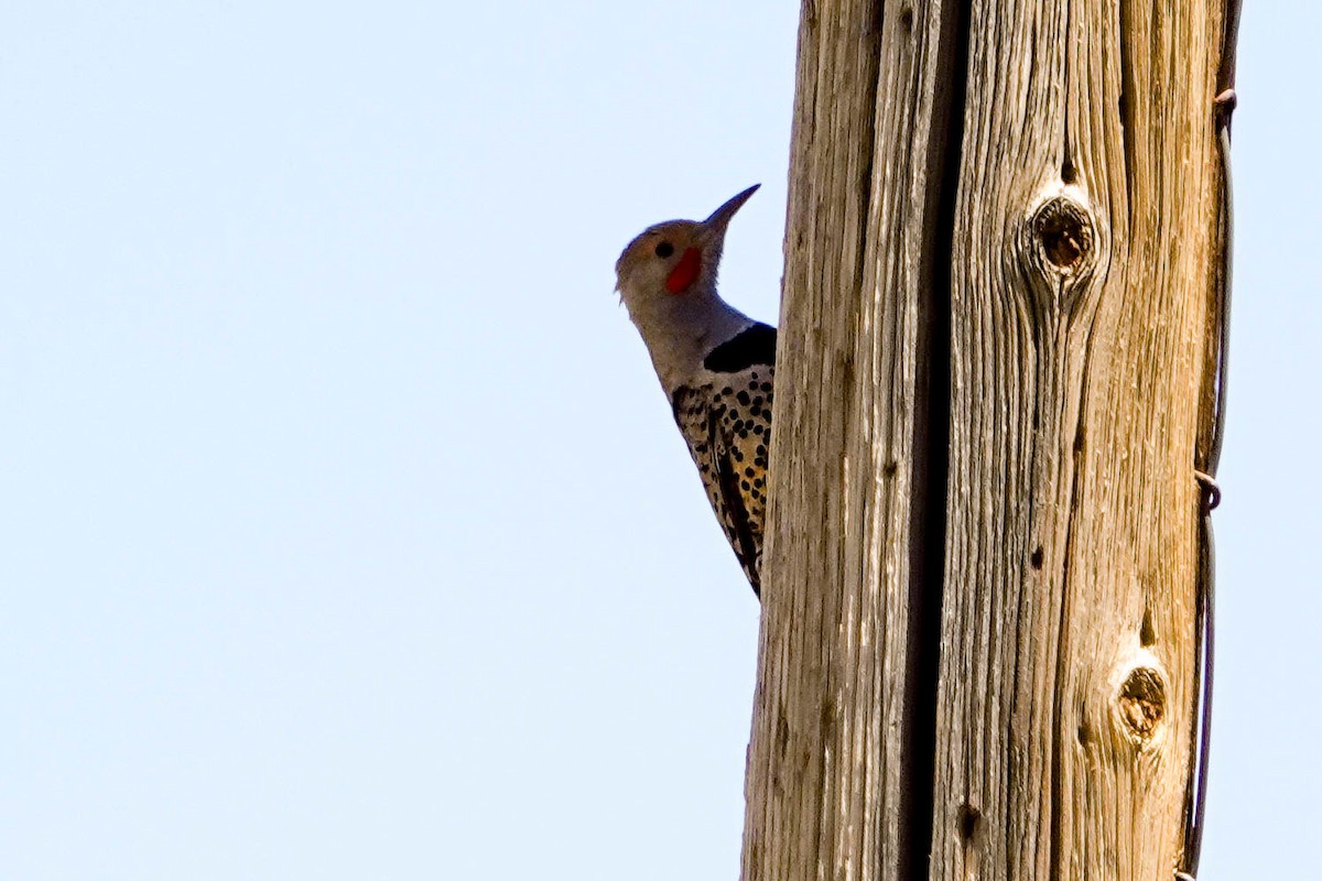 Northern Flicker (Red-shafted) - Kathy Doddridge