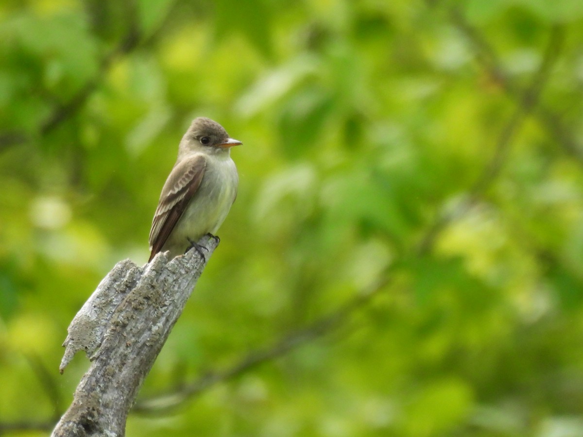 Eastern Wood-Pewee - ML575566051