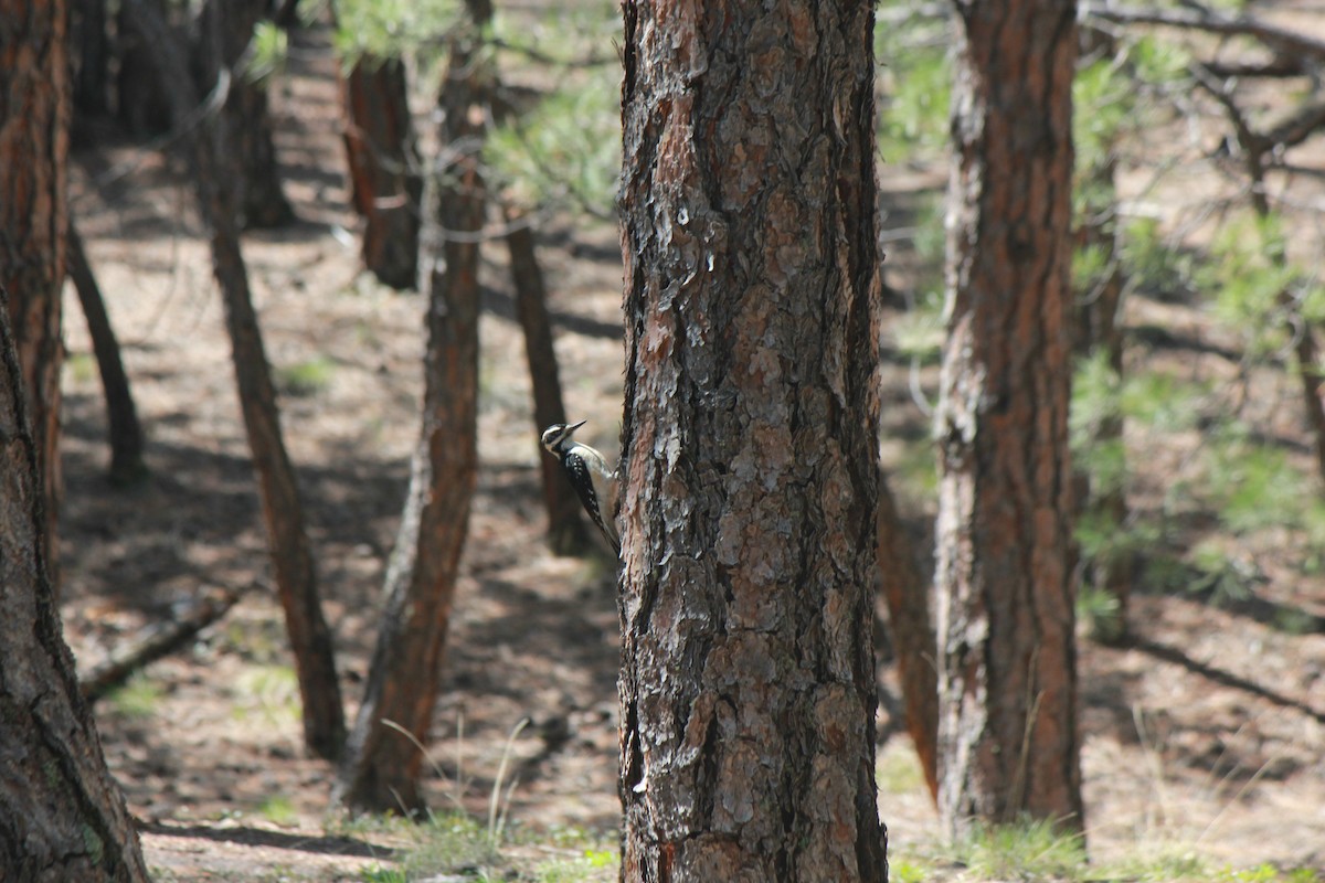 Hairy Woodpecker - ML575567321