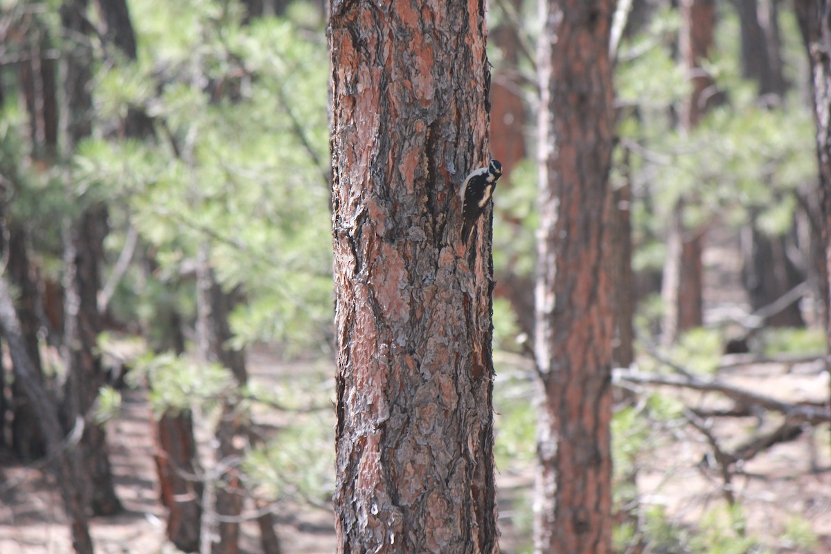 Hairy Woodpecker - ML575567471