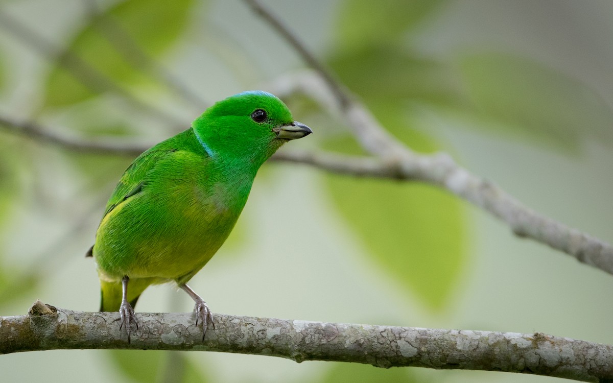 Blue-crowned Chlorophonia - ML57556931