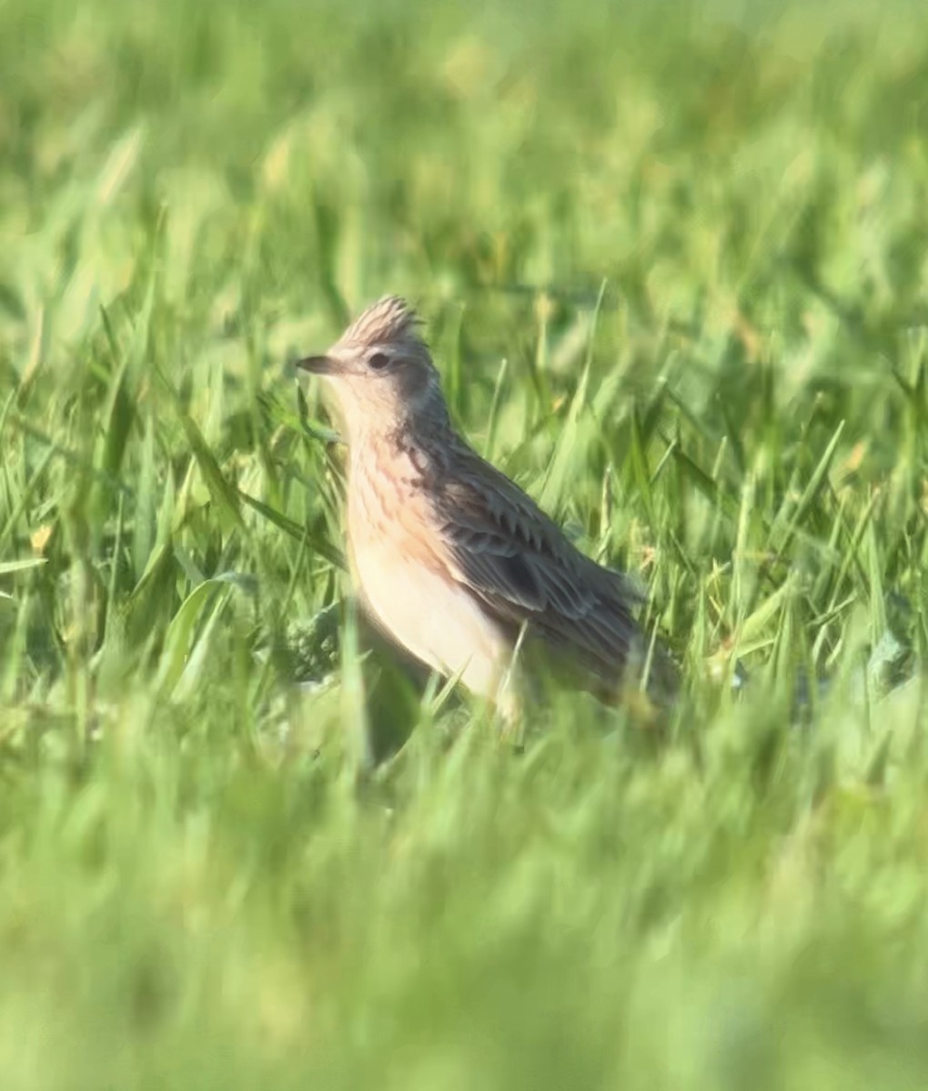 Eurasian Skylark - ML575569581