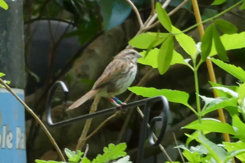 Song Sparrow - ML575569931