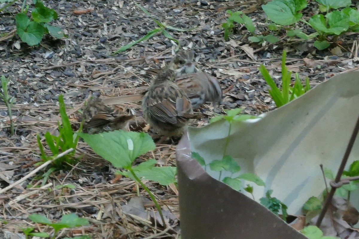 Song Sparrow - ML575569961