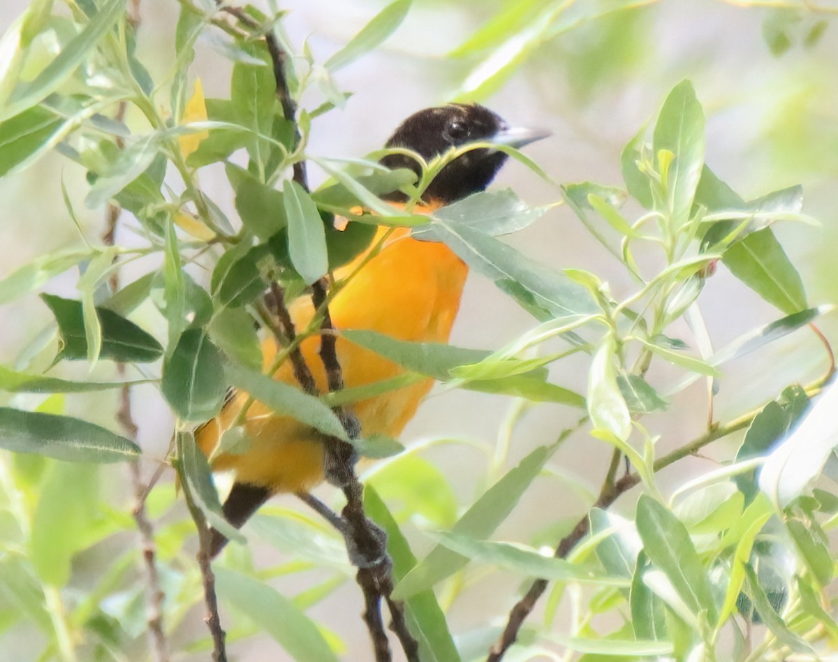 Baltimore Oriole - ML575570821