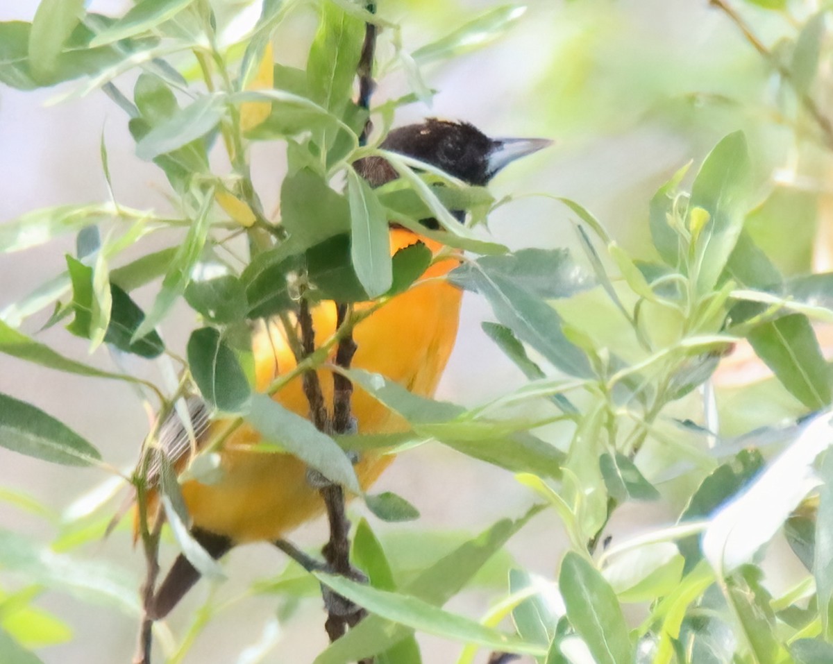 Baltimore Oriole - ML575570831