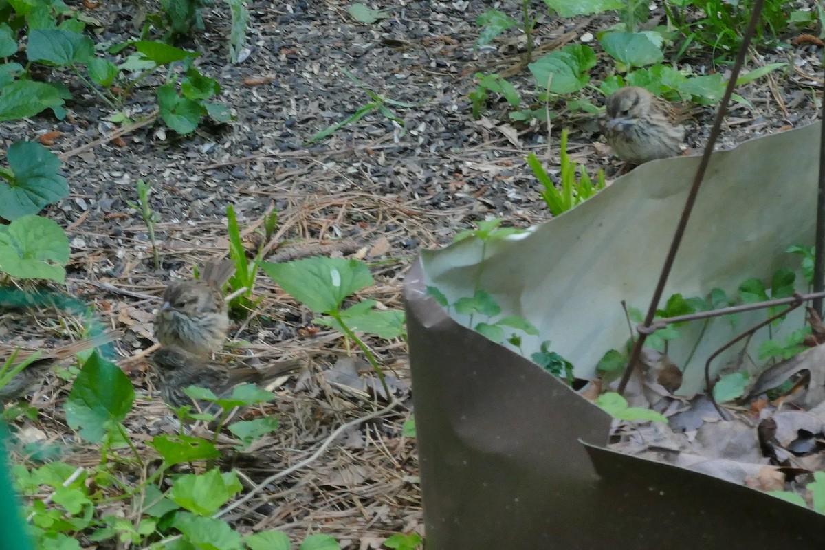 Song Sparrow - John Gerwin