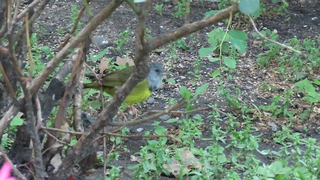 Mourning Warbler - ML575571491