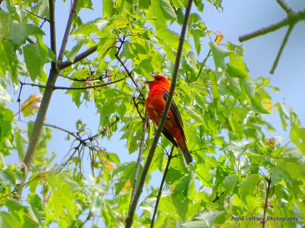 Scarlet Tanager - ML575572671