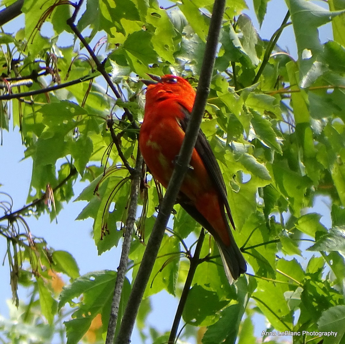 Scarlet Tanager - ML575572791