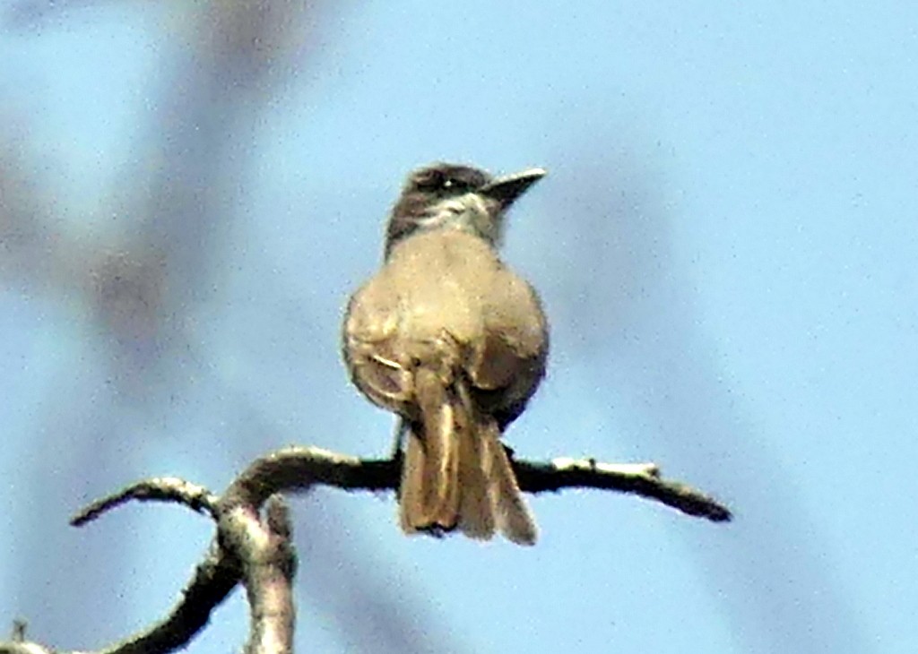 Dickschnabel-Königstyrann - ML575573101