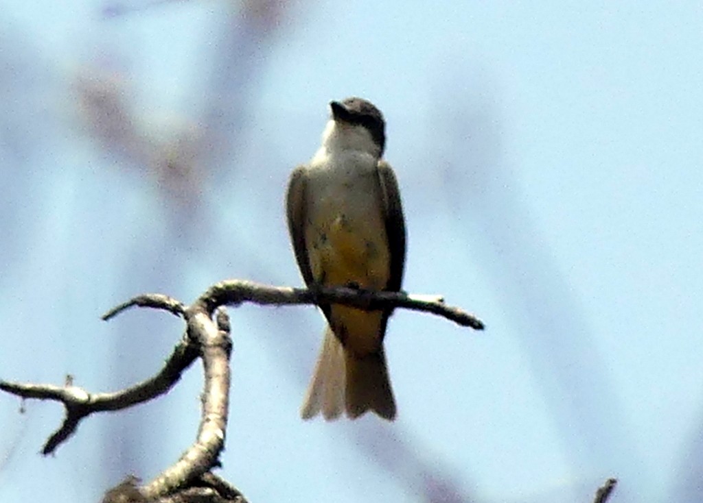 Dickschnabel-Königstyrann - ML575573111