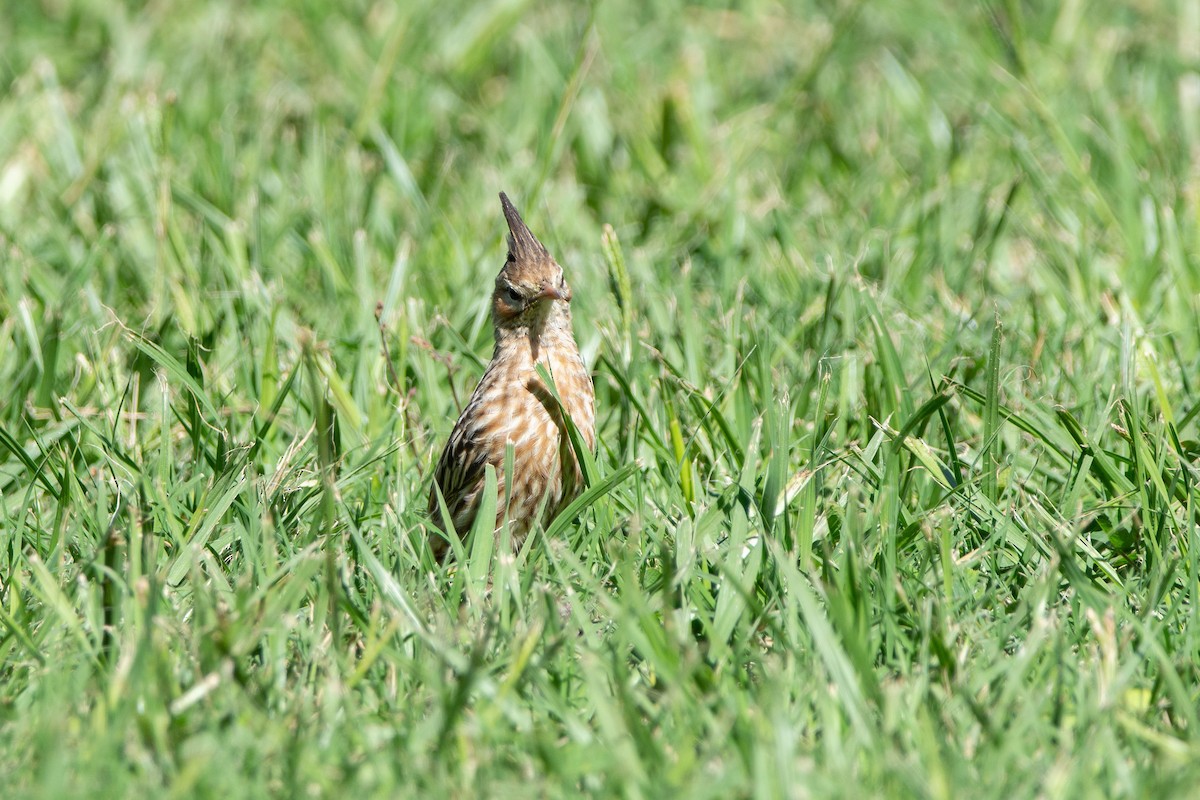 Lark-like Brushrunner - ML575573611