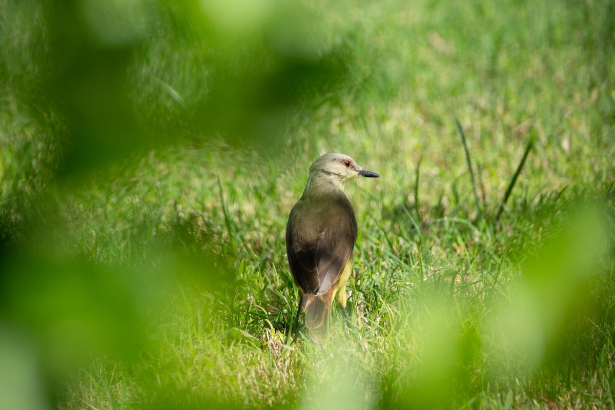 Cattle Tyrant - ML575573681