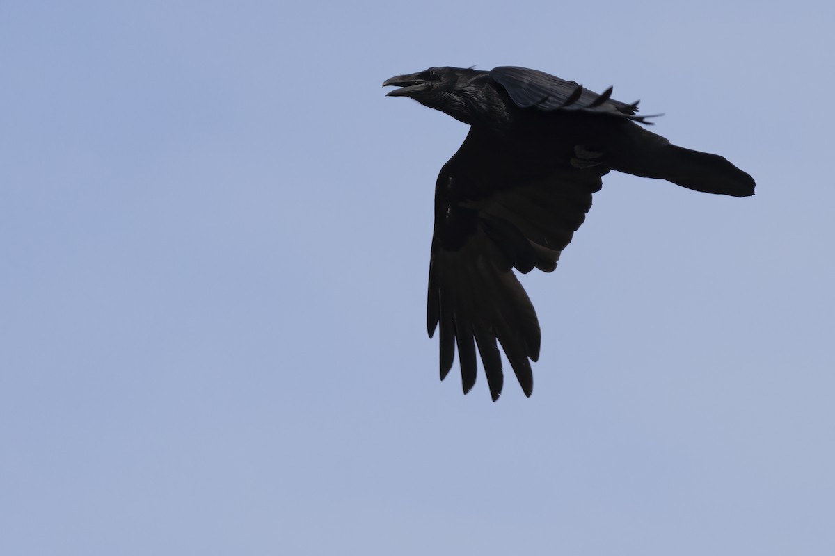 Common Raven - ML575574111