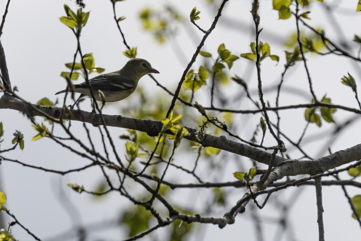 Yellow-throated Vireo - ML575575431