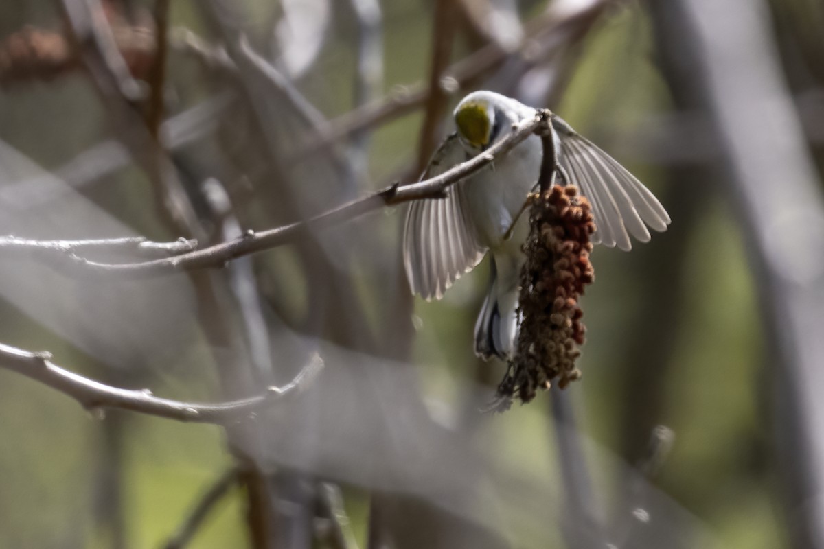 Golden-winged Warbler - ML575575501