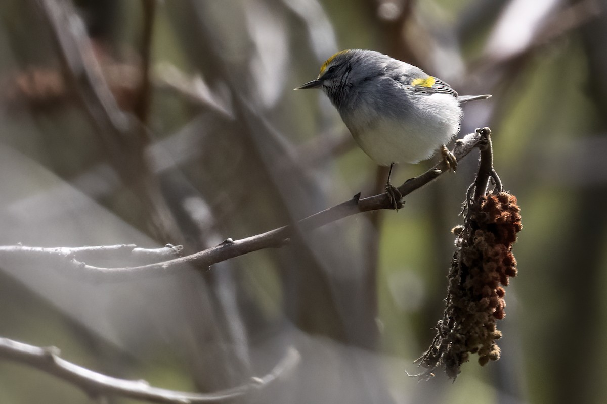 Golden-winged Warbler - ML575575511