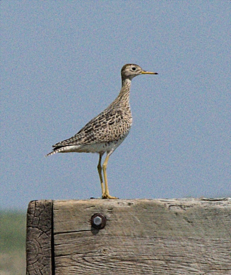 Upland Sandpiper - Steve and Sue Whitmer