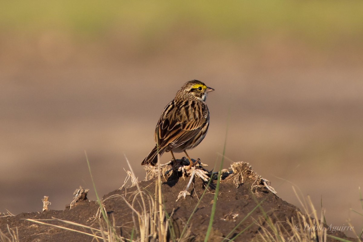 Savannah Sparrow - ML575577291