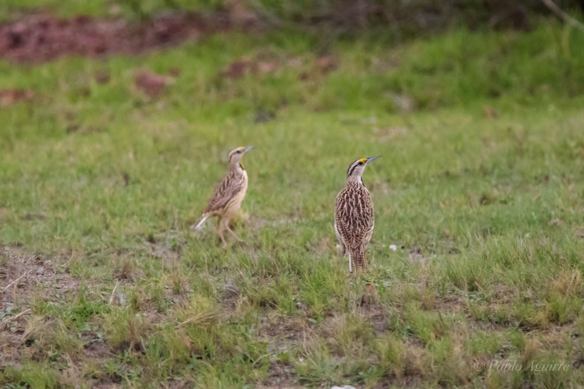 Eastern/Chihuahuan Meadowlark - ML575577361