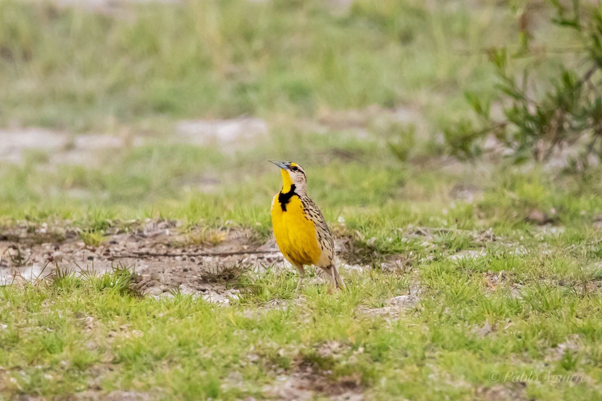 Eastern/Chihuahuan Meadowlark - ML575577371