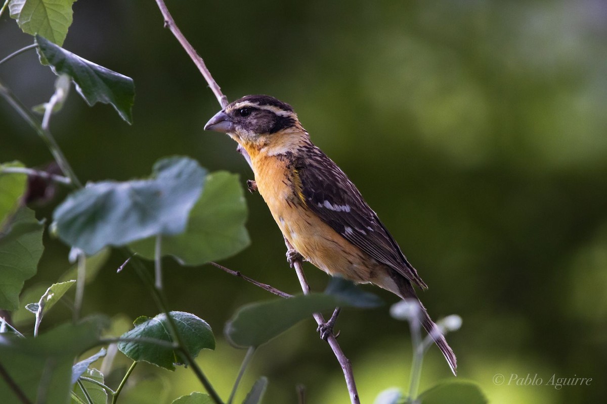 Black-headed Grosbeak - ML575577531