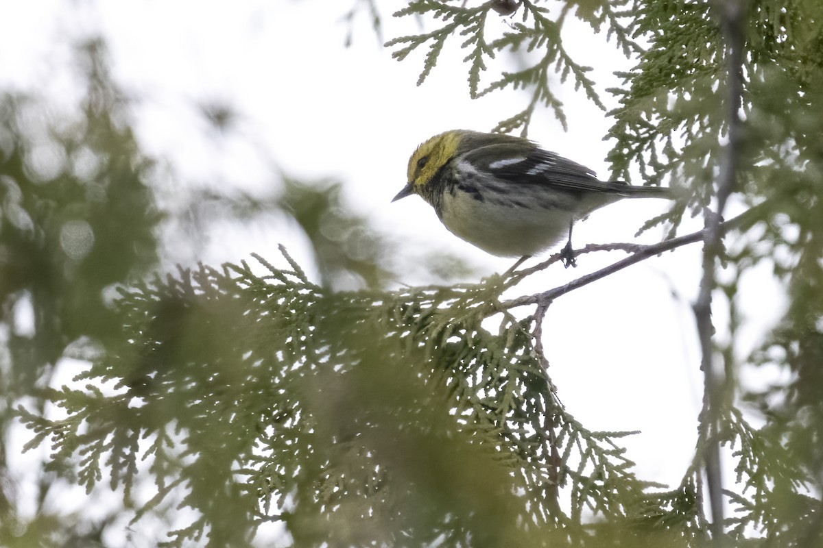 Black-throated Green Warbler - ML575578181