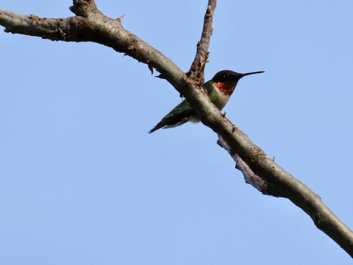 Ruby-throated Hummingbird - Kim Wylie