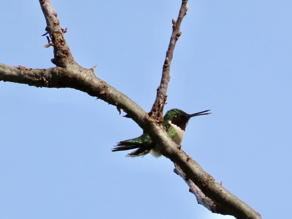 Ruby-throated Hummingbird - Kim Wylie