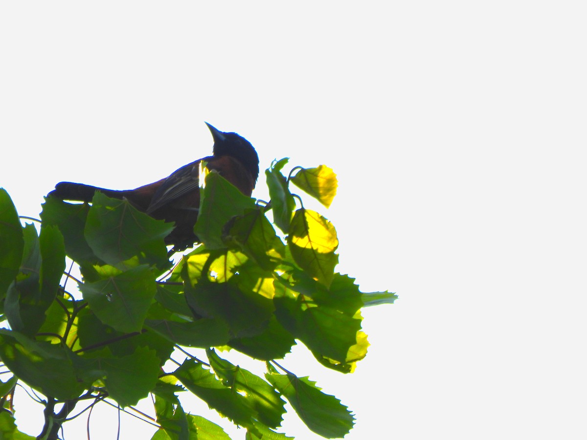 Orchard Oriole - ML575578591