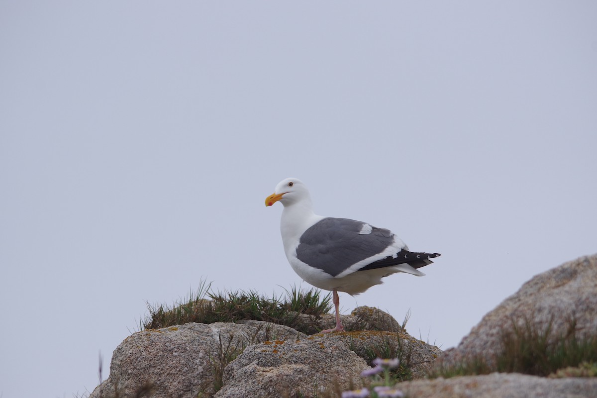 Goéland d'Audubon - ML575579661