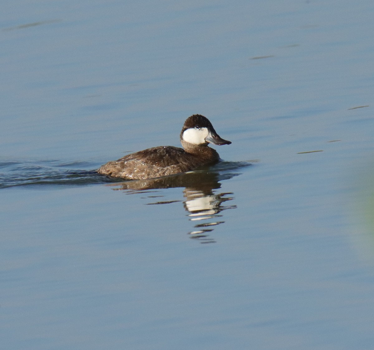 Ruddy Duck - ML575579711