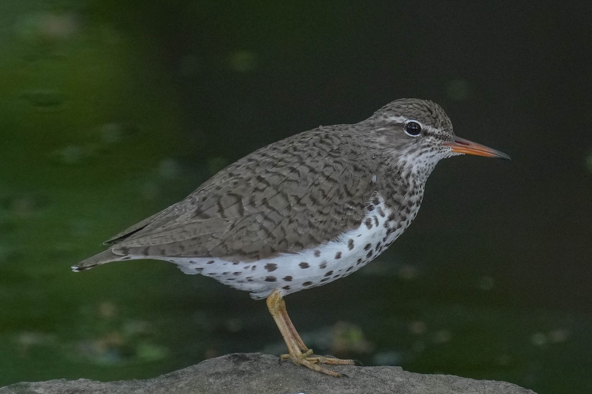 Spotted Sandpiper - ML575579791