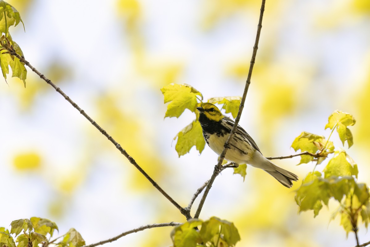 Grünmantel-Waldsänger - ML575580091