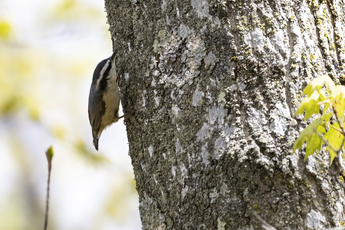 Red-breasted Nuthatch - ML575580161