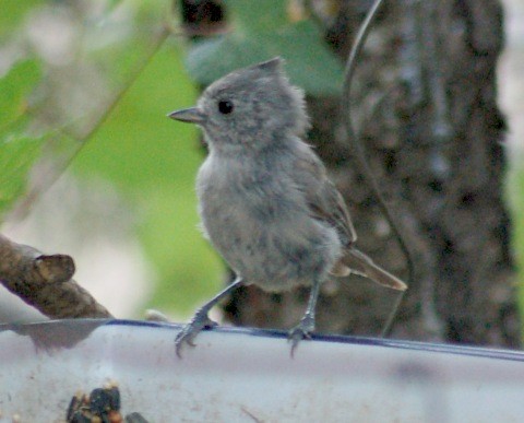 Juniper Titmouse - John Cassady