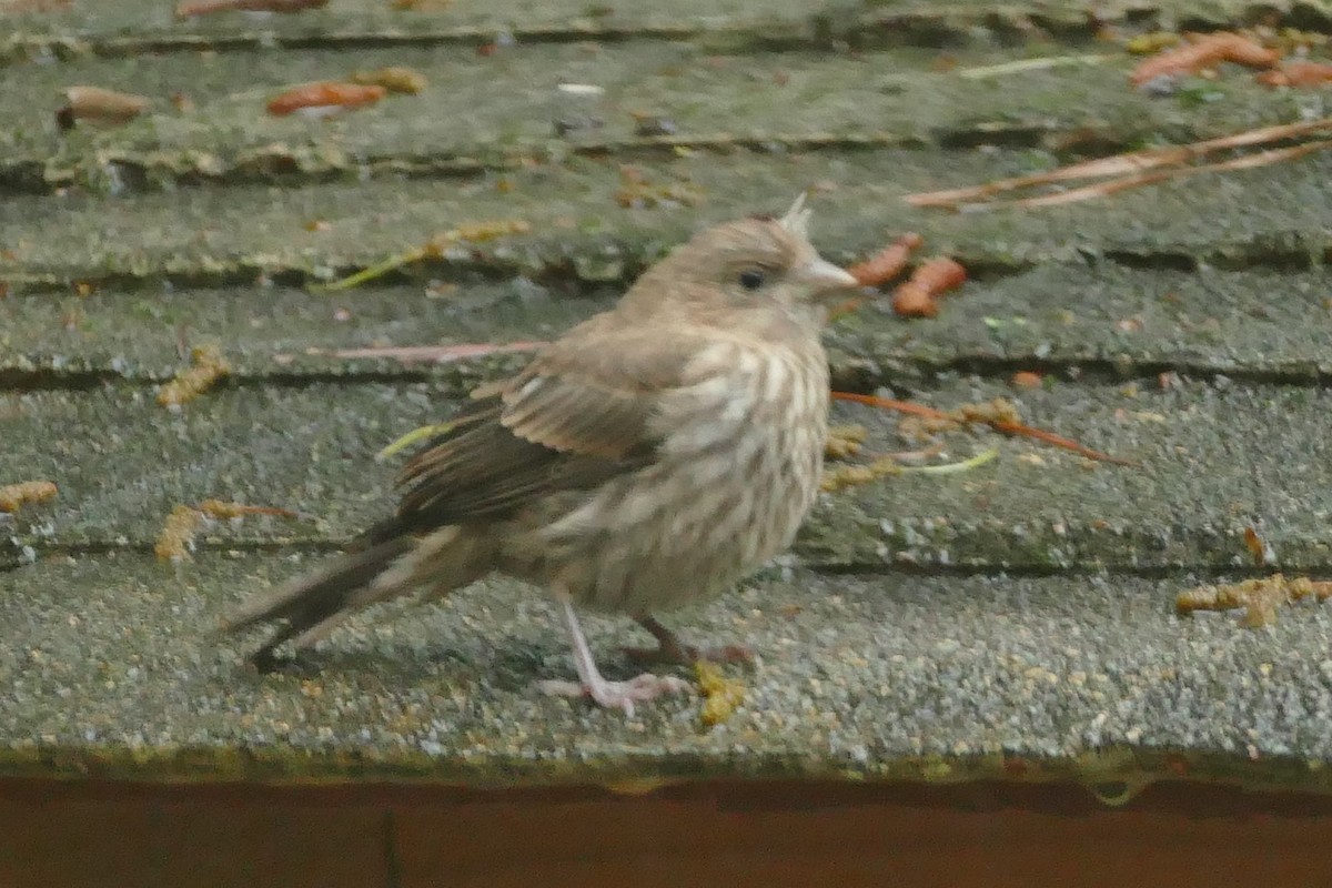 House Finch - ML575580351