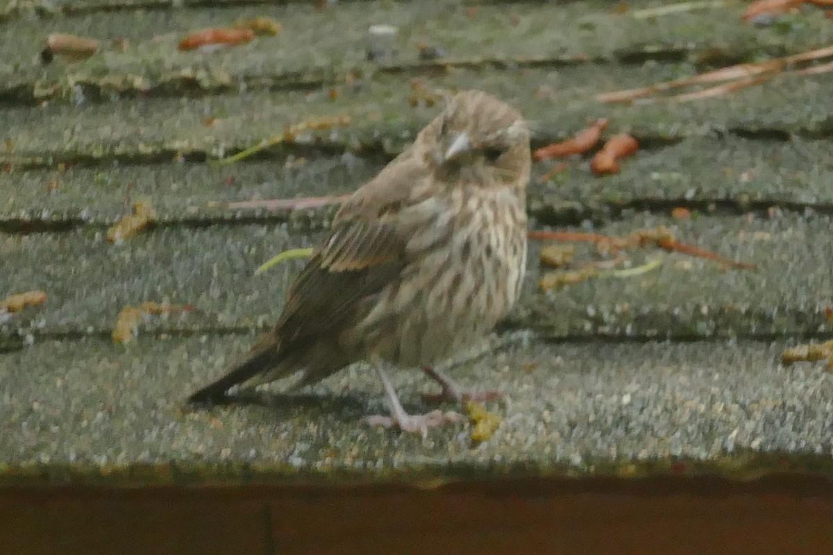 House Finch - ML575580381